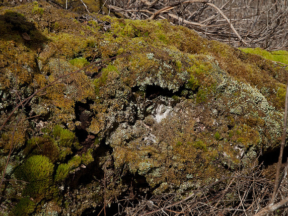 20110227-Craig Monie Woods-P2270914