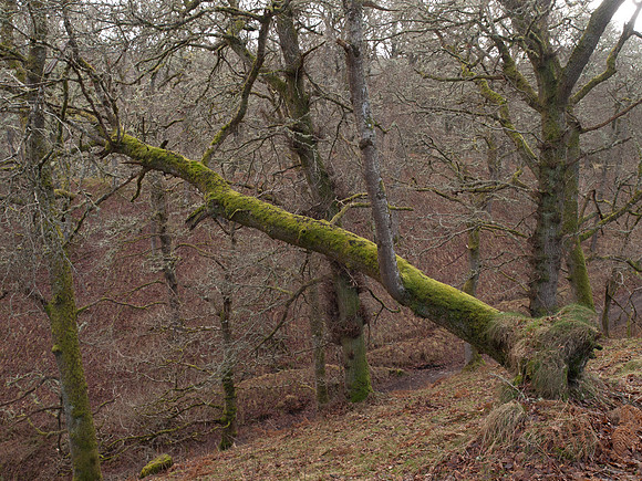 20110227-Craig Monie Woods-P2270926