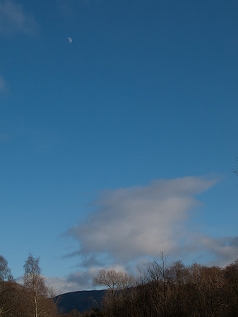 20110212-Urquhart Bay Woods-P2120515