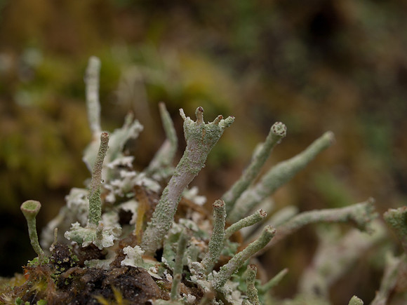 20110214-Grotaig-P2140591