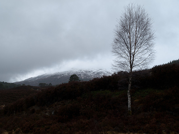 20110216-Glen Affric-P2160654