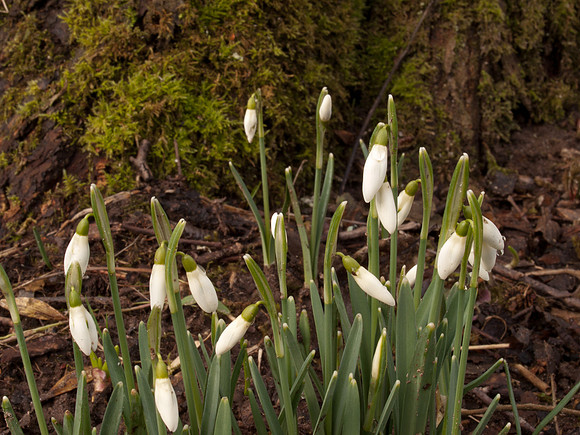 20110212-Urquhart Bay Woods-P2120498