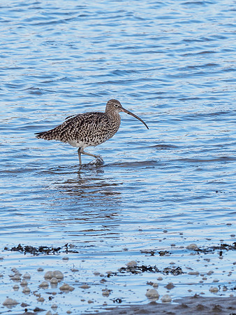 Curlew (Numenius arquata)