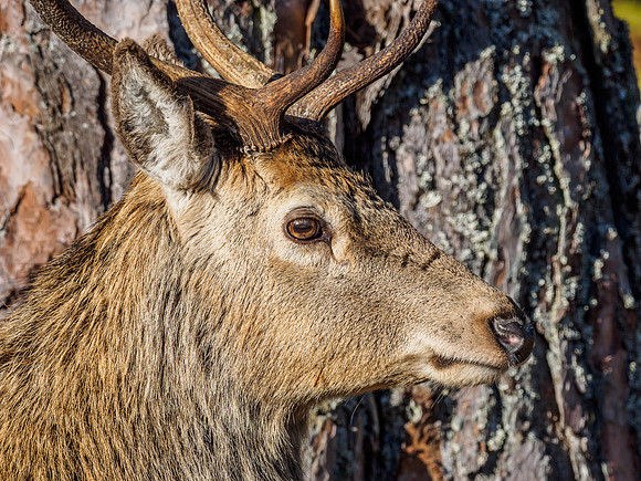 Glen Cannich Stags