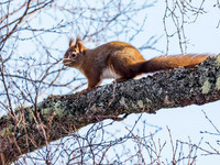 Red Squirrel (Sciurus vulgaris)