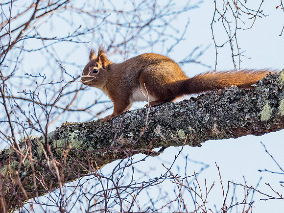 Red Squirrel (Sciurus vulgaris)