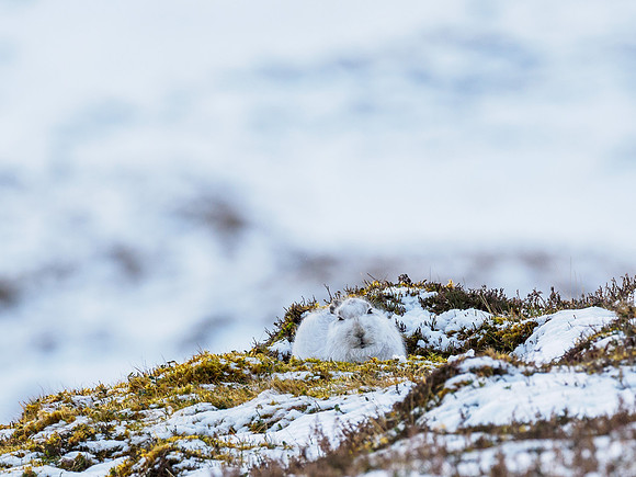 Mountain Hare (Lepus timidus)