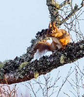 Red Squirrel (Sciurus vulgaris)