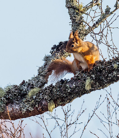 Red Squirrel (Sciurus vulgaris)