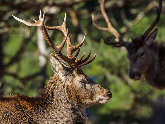 Glen Cannich Stags