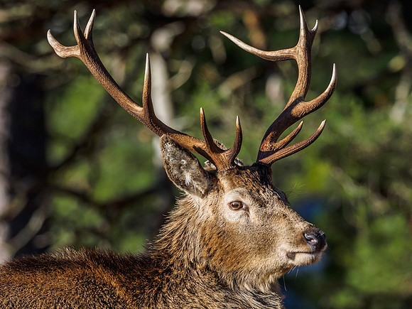 Glen Cannich Stags