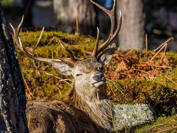 Glen Cannich Stags
