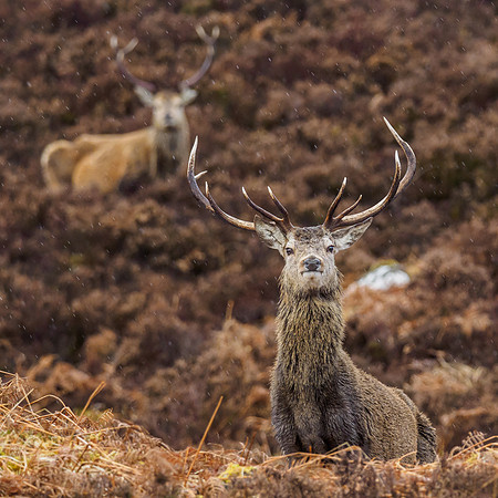 Red Deer Stag (Cervus elaphus)
