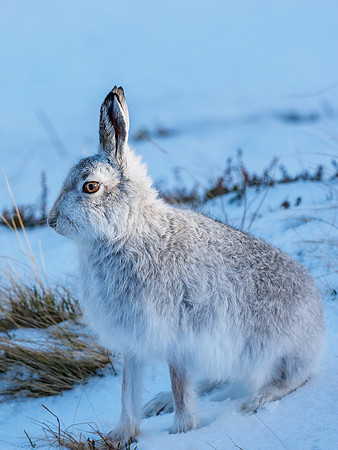 Mountain Hare (Lepus timidus)