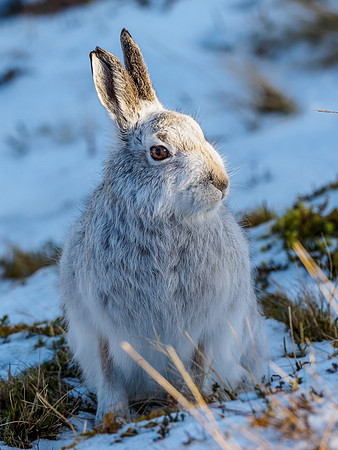 Mountain Hare (Lepus timidus)