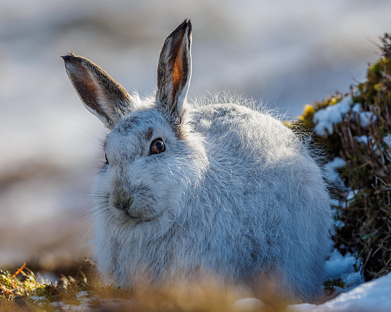 Mountain Hare (Lepus timidus)