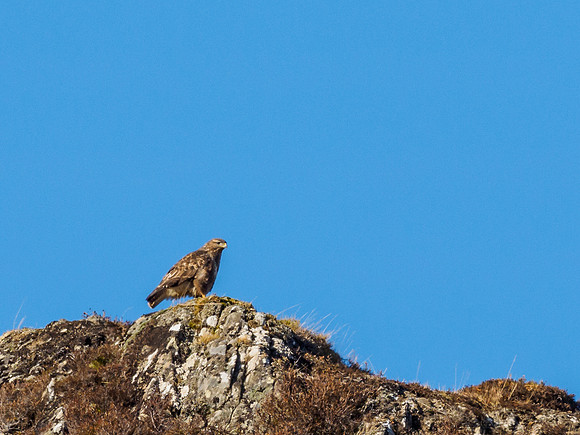 Common Buzzard (Buteo buteo)