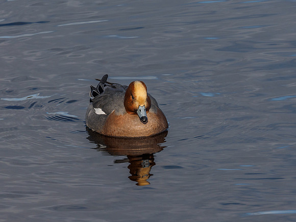 Wigeon (Anas penelope)