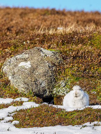 Mountain Hare (Lepus timidus)
