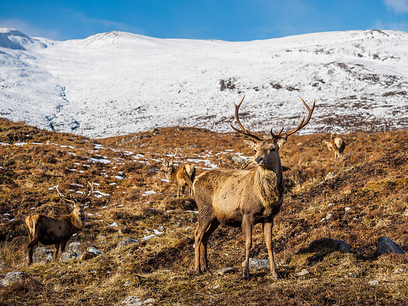 Red Deer Stag (Cervus elaphus)