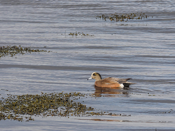 Wigeon (Anas penelope)