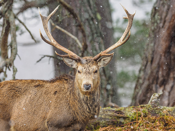 Glen Cannich Stags