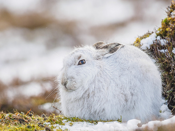 Mountain Hare (Lepus timidus)