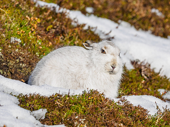 Mountain Hare (Lepus timidus)