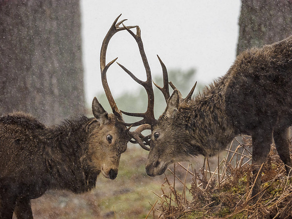 Glen Cannich Stags
