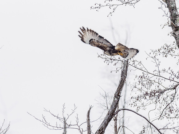 Common Buzzard (Buteo buteo)