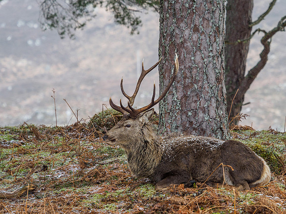 Glen Cannich Stags