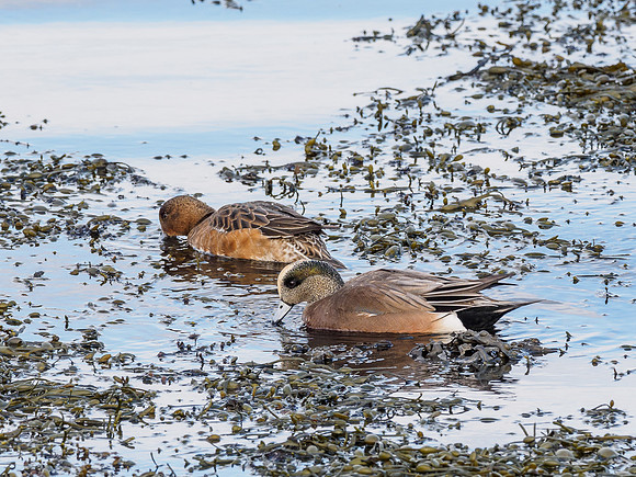 Mr & Mrs Wigeon