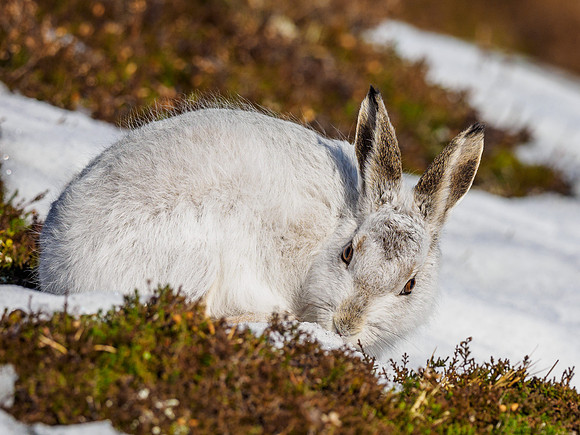 Mountain Hare (Lepus timidus)