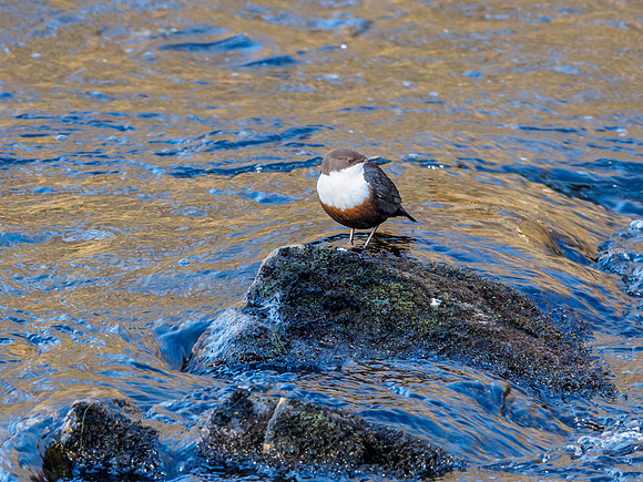 Dipper (Cinclus cinclus)