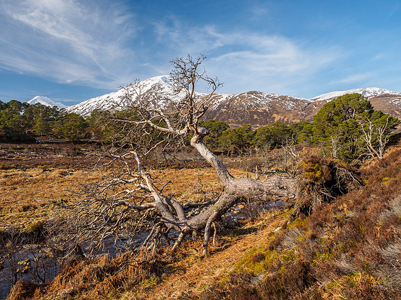 Glorious Glen Affric