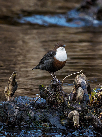 Dipper (Cinclus cinclus)