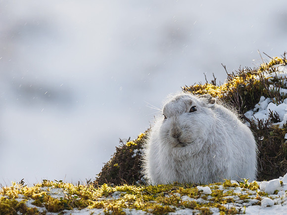 Mountain Hare (Lepus timidus)