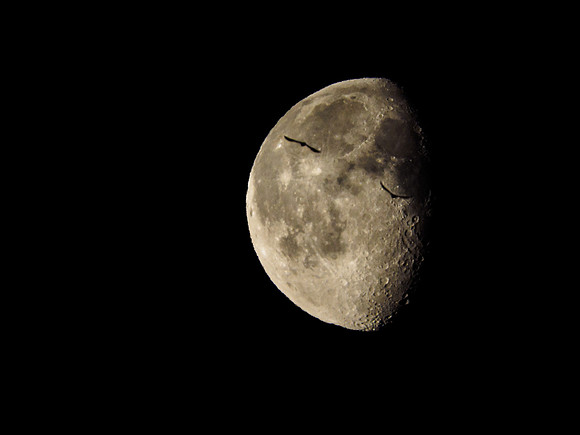 Sleepy Moon [1802017]
