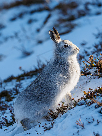 Mountain Hare (Lepus timidus)