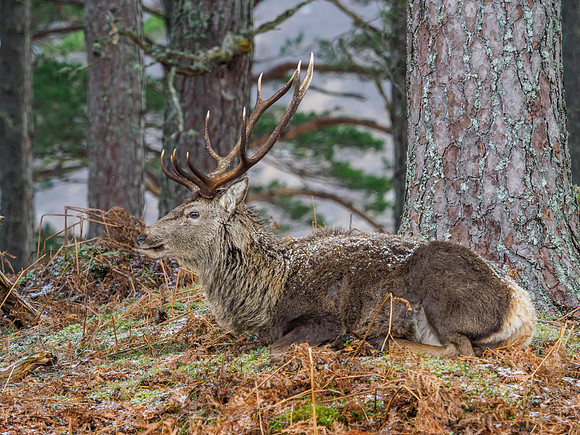 Glen Cannich Stags