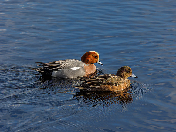 Wigeon (Anas penelope)