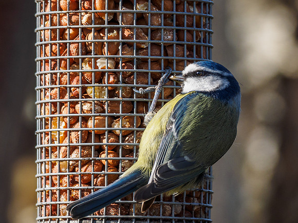 Blue Tits (Cyanistes caeruleus)