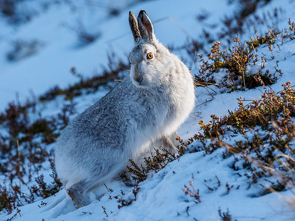Mountain Hare (Lepus timidus)