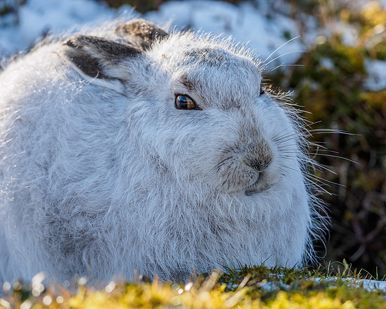 Mountain Hare (Lepus timidus)