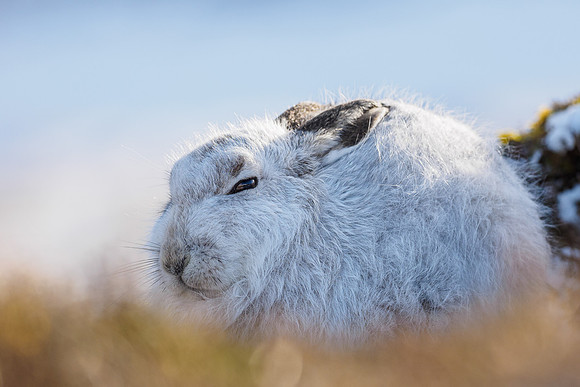 Mountain Hare (Lepus timidus)