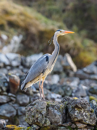Grey Heron (Ardea cinerea)