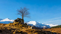 Lonely Tree [1802002]