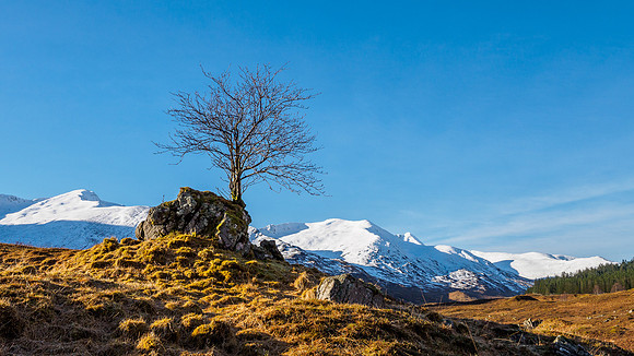 Lonely Tree [1802002]
