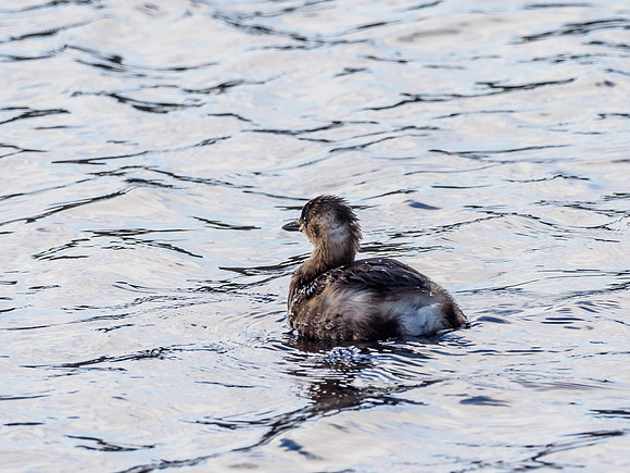 Little Grebe (Tachybaptus ruficollis)