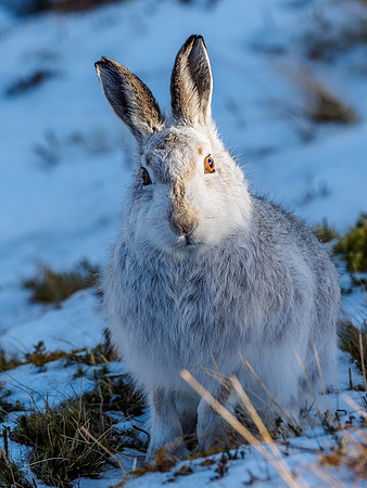 Mountain Hare (Lepus timidus)